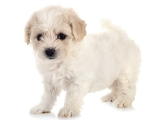 bichon maltais
